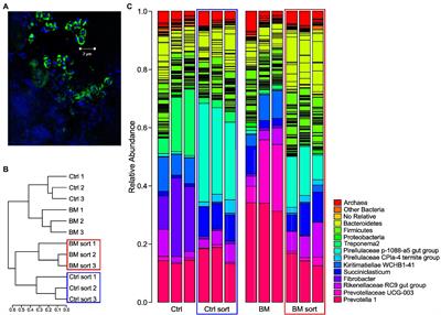 Fluorescence activated cell sorting and fermentation analysis to study rumen microbiome responses to administered live microbials and yeast cell wall derived prebiotics